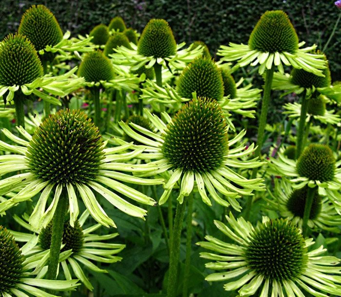 Превью изображения