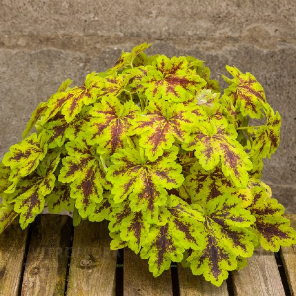 Превью изображения