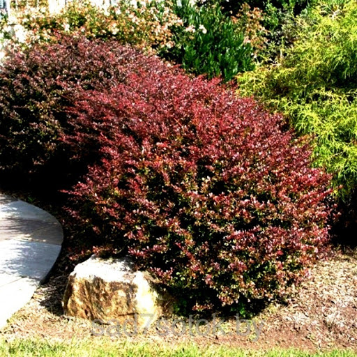 Превью изображения