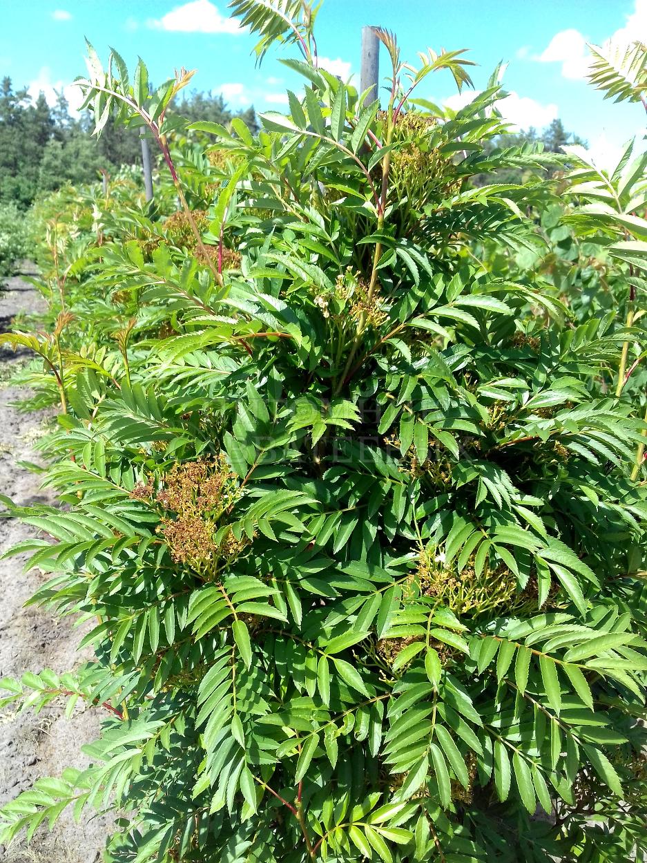 Превью изображения