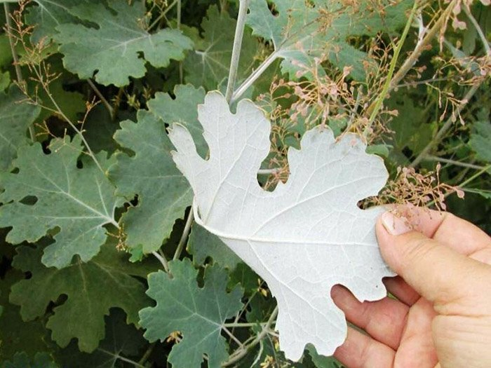 Превью изображения