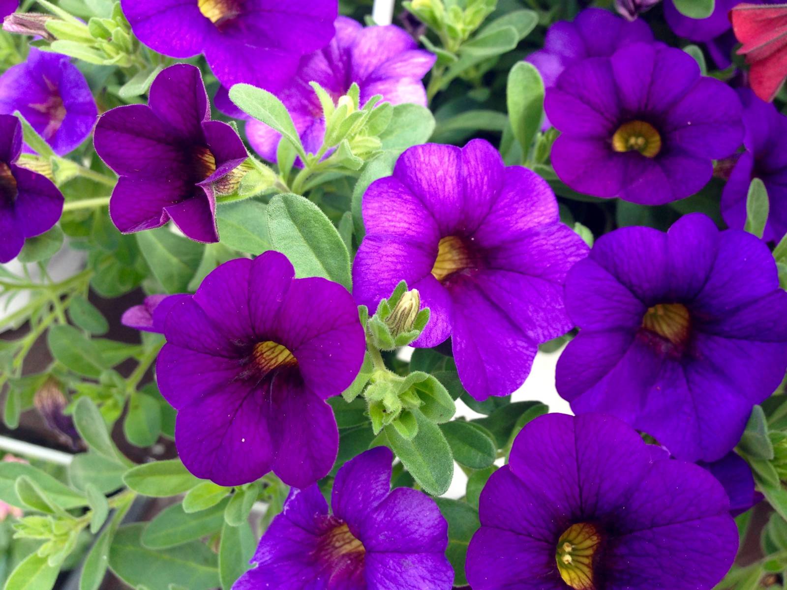 Превью изображения