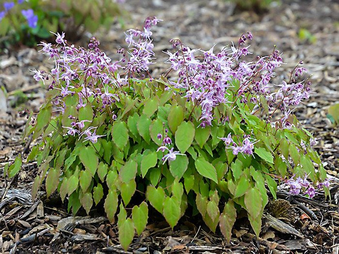 Превью изображения