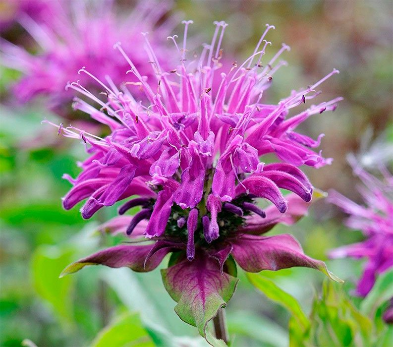 Превью изображения