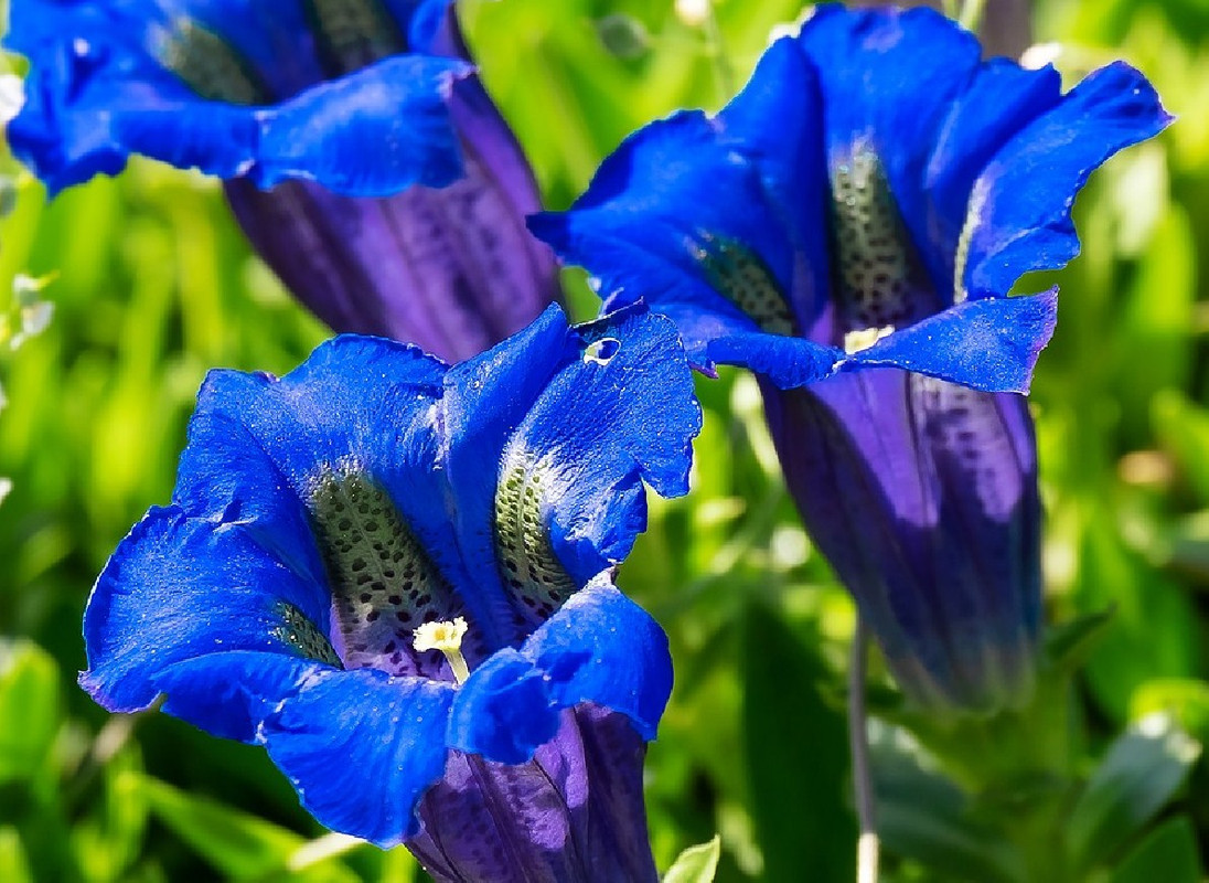 Превью изображения