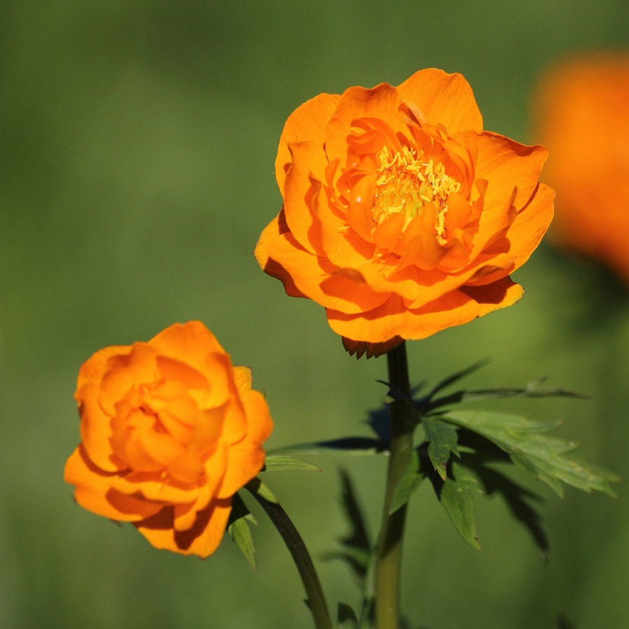 Превью изображения