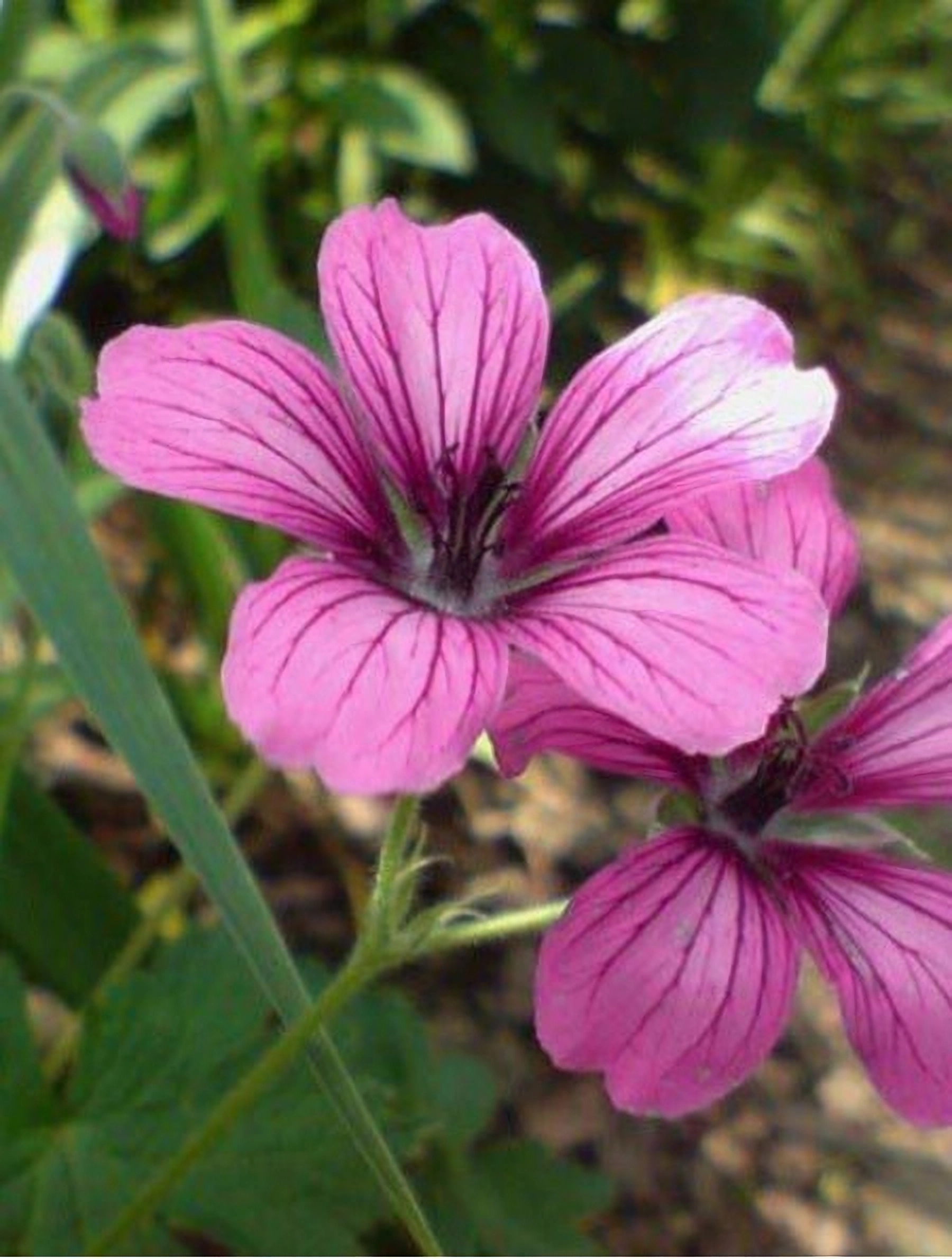 Превью изображения