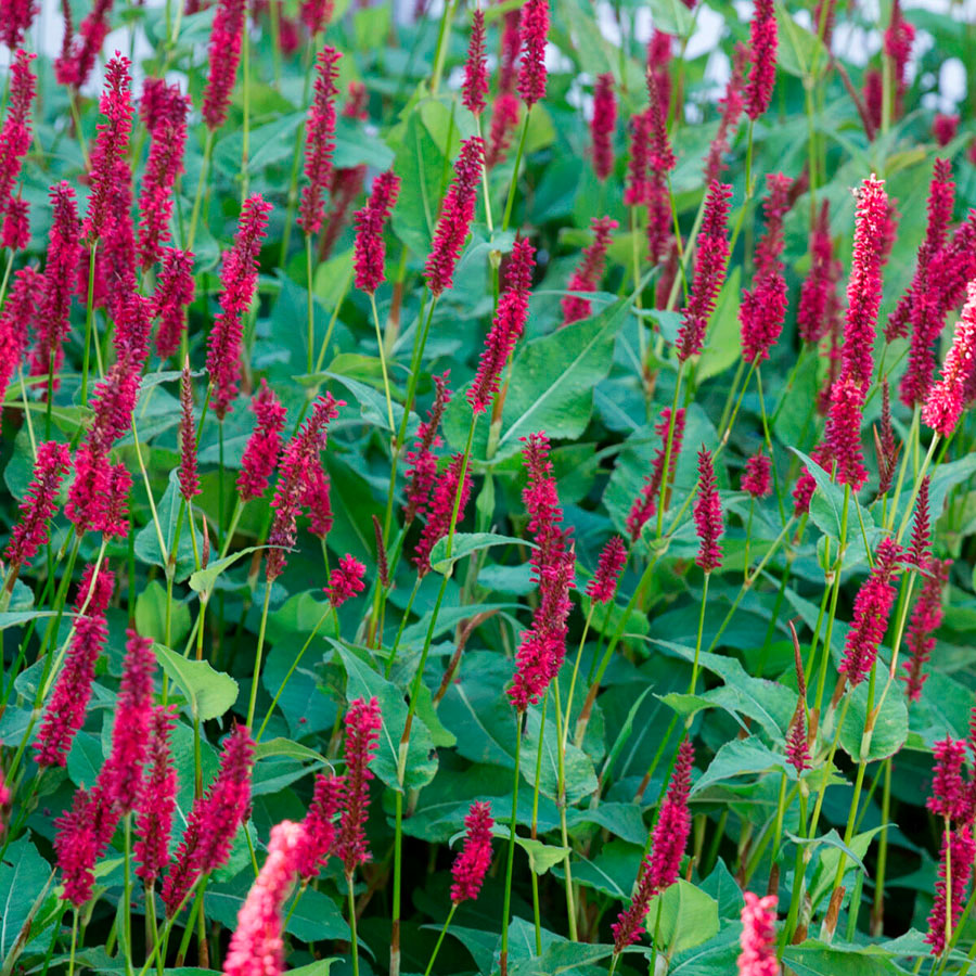 Превью изображения