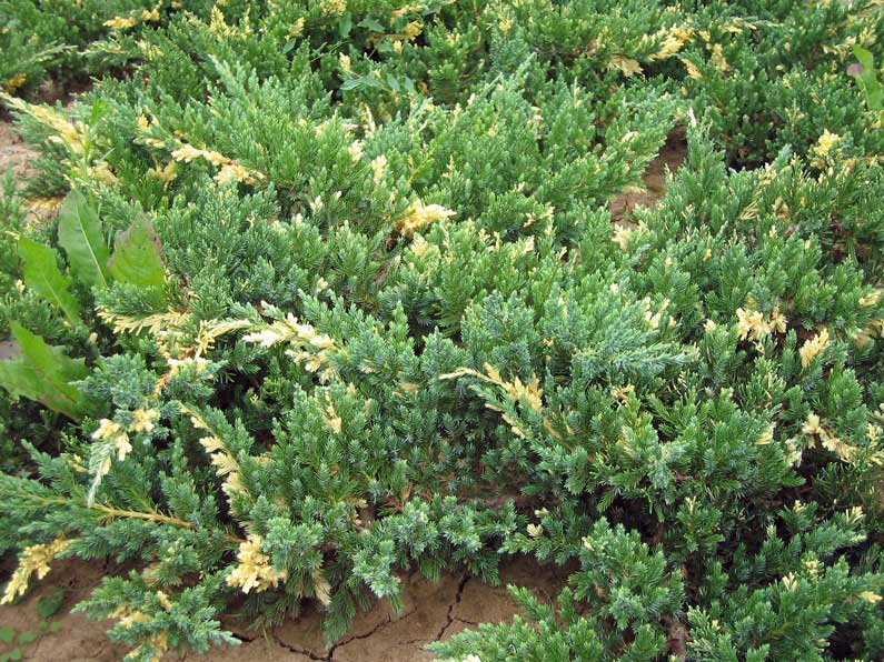 Превью изображения