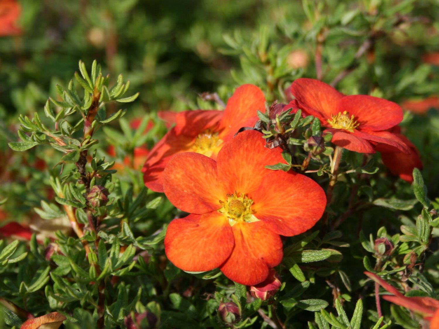 Превью изображения