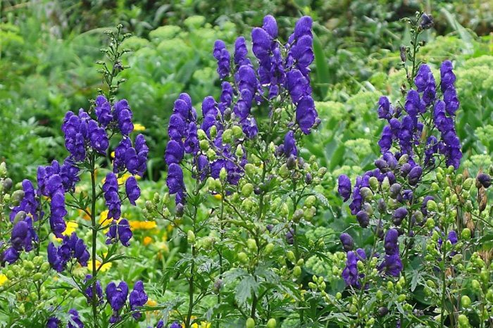 Превью изображения