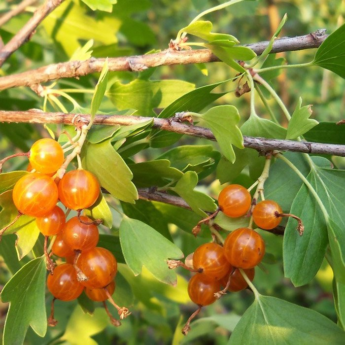 Превью изображения