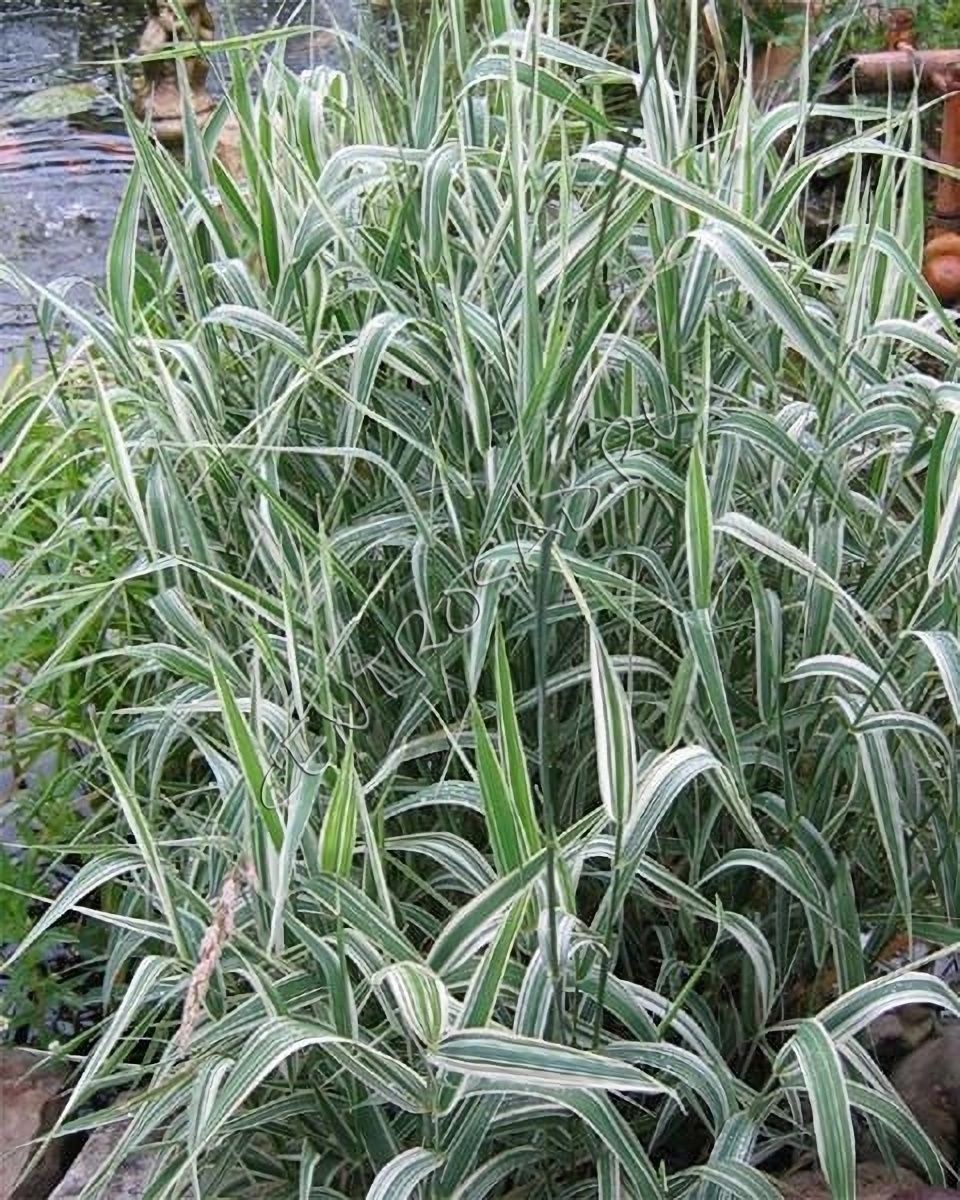 Превью изображения