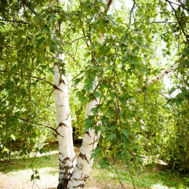 Превью изображения