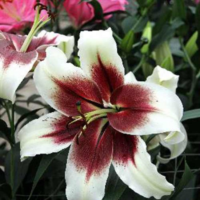 Превью изображения