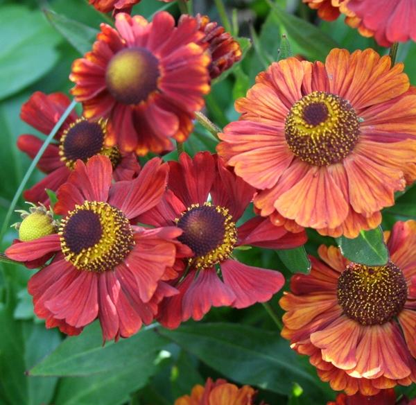 Превью изображения