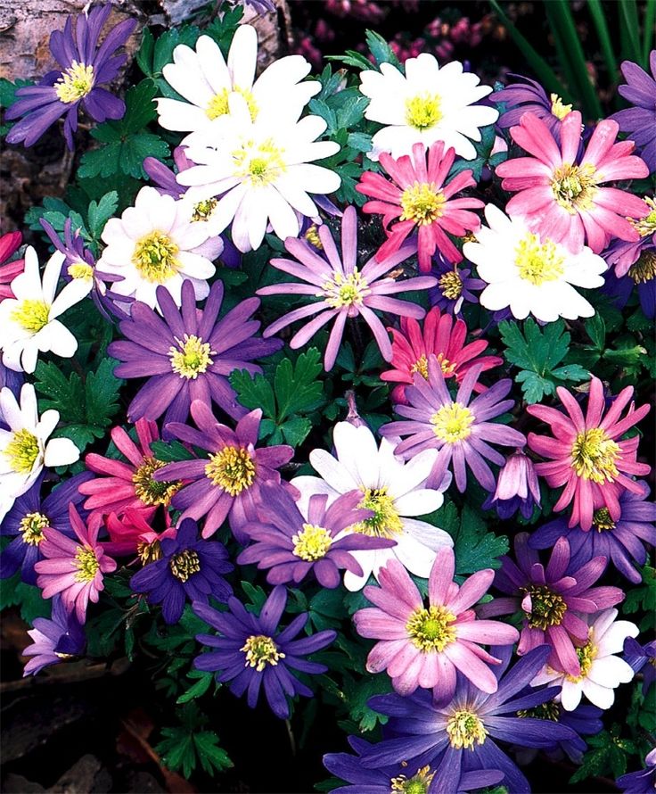 Превью изображения