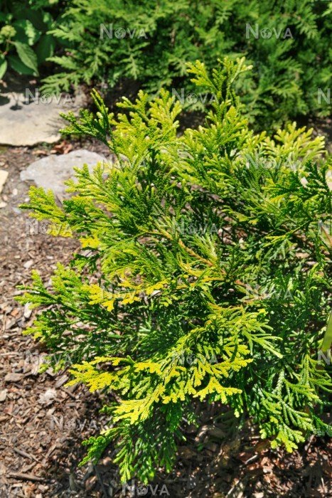 Превью изображения