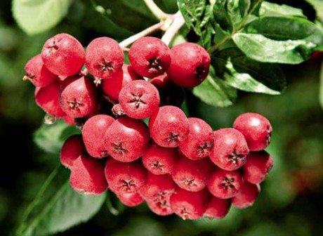 Превью изображения