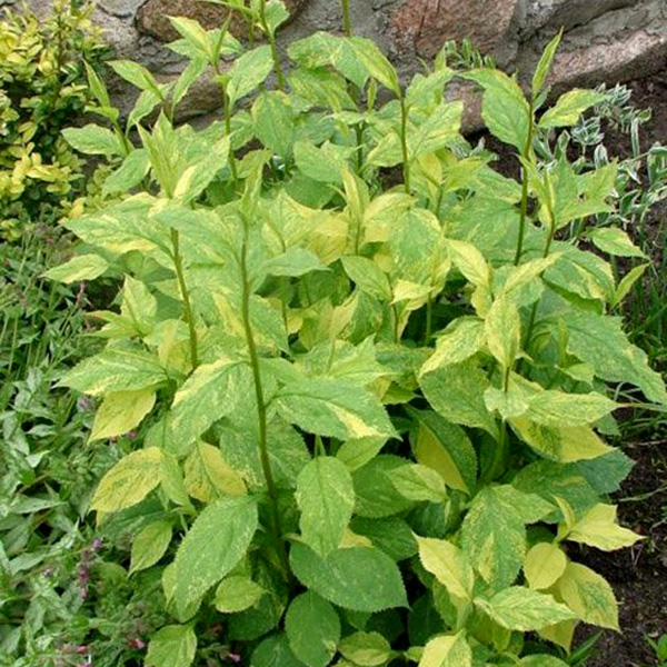 Превью изображения