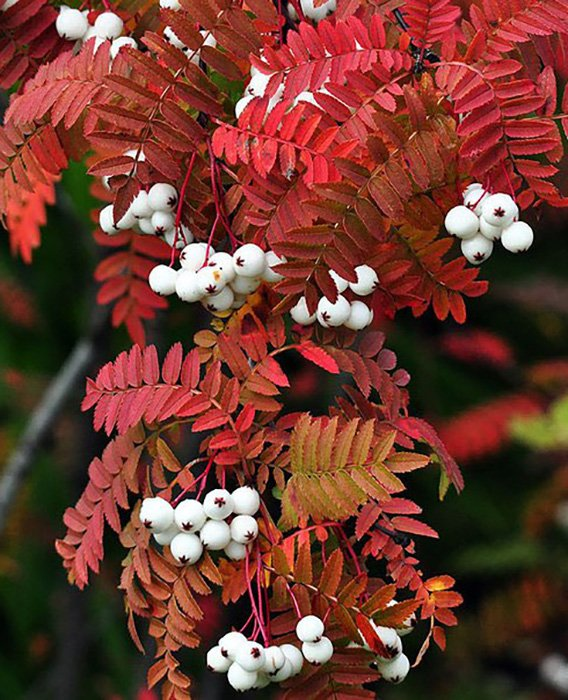 Превью изображения