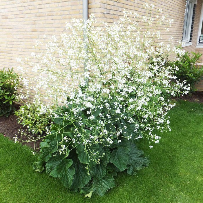 Превью изображения