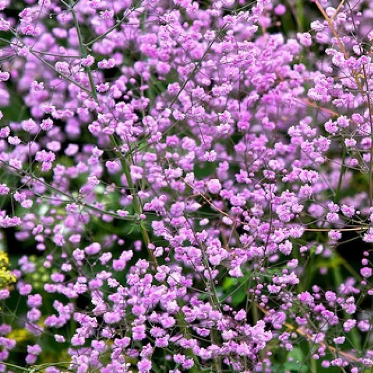 Превью изображения