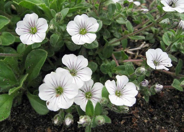 Превью изображения