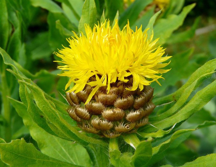 Превью изображения