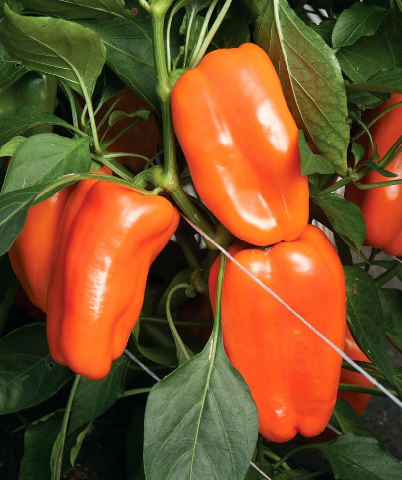 Превью изображения