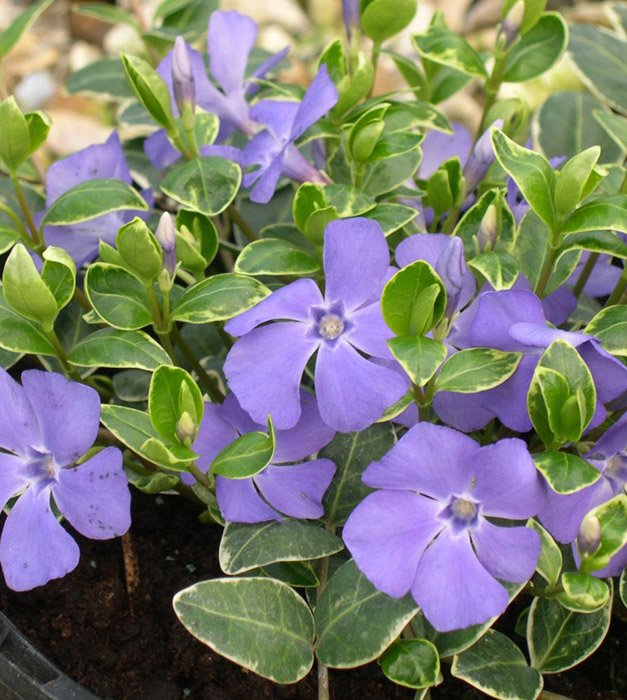 Превью изображения