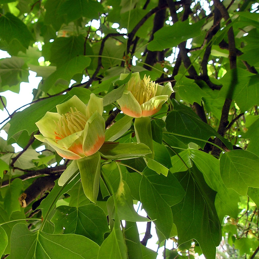 Превью изображения