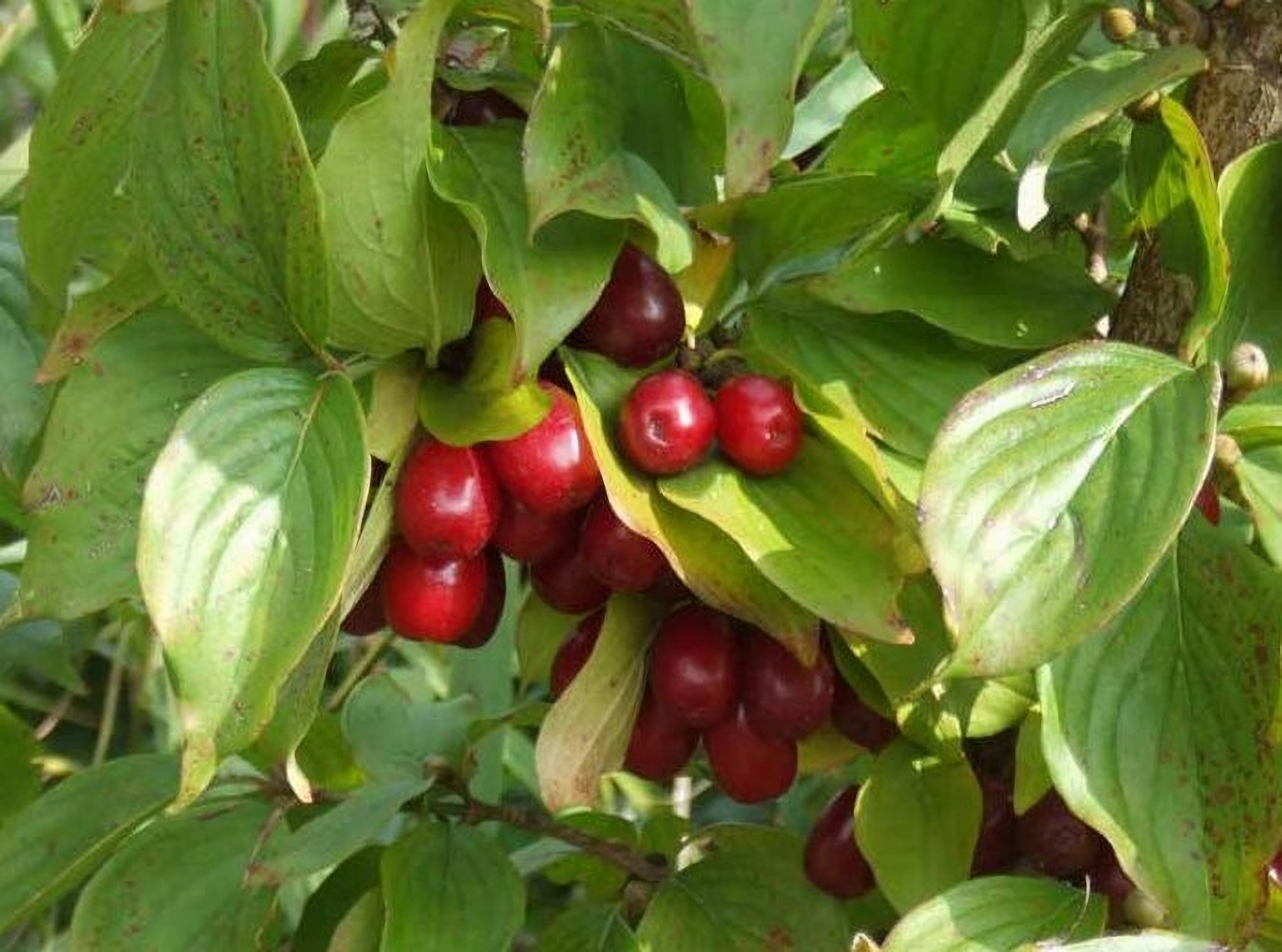 Превью изображения