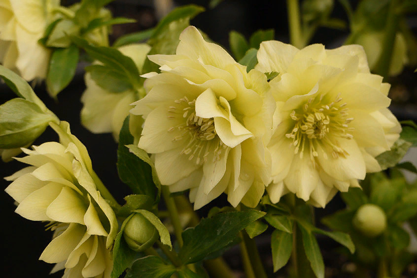 Превью изображения