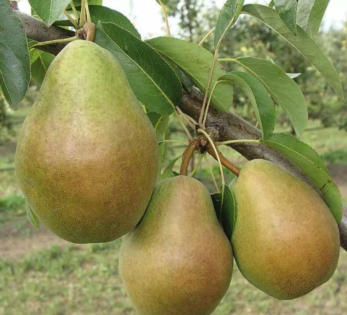 Превью изображения