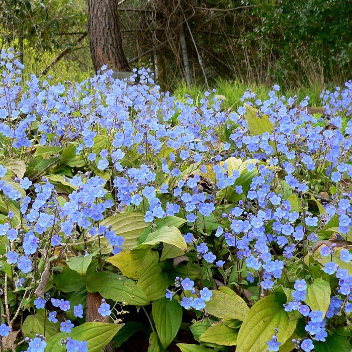 Превью изображения