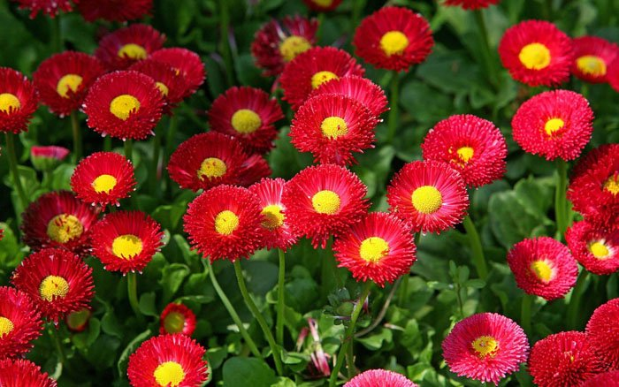 Превью изображения