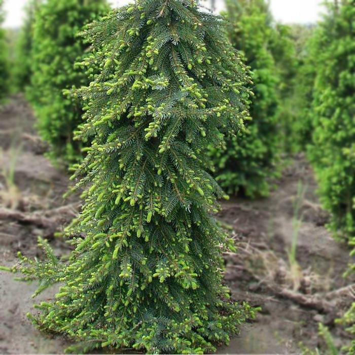 Превью изображения