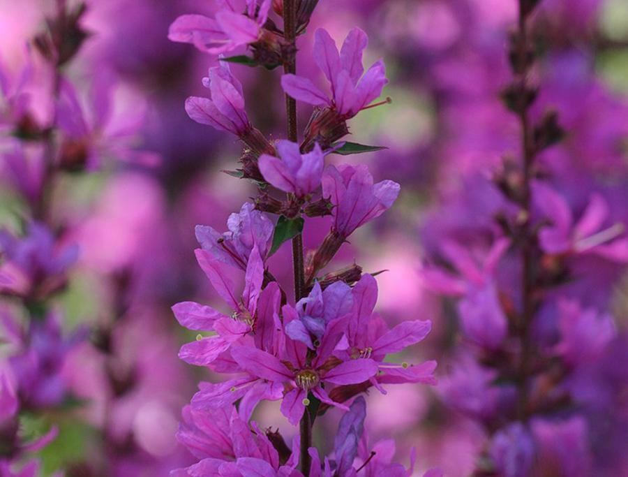 Превью изображения