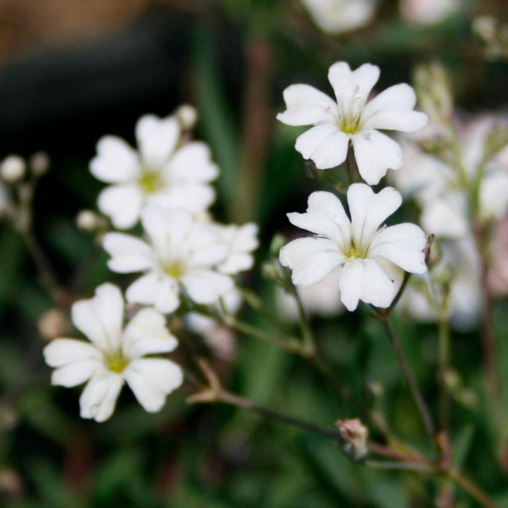 Превью изображения