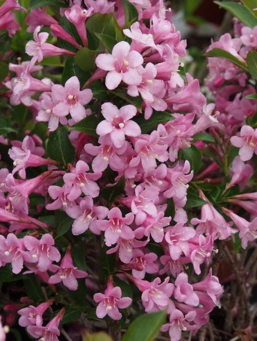 Превью изображения