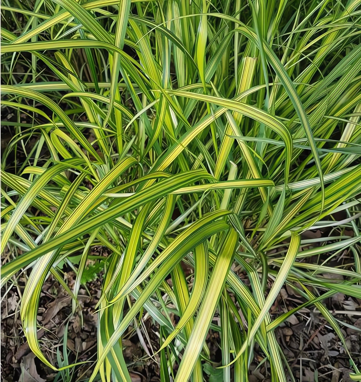 Превью изображения