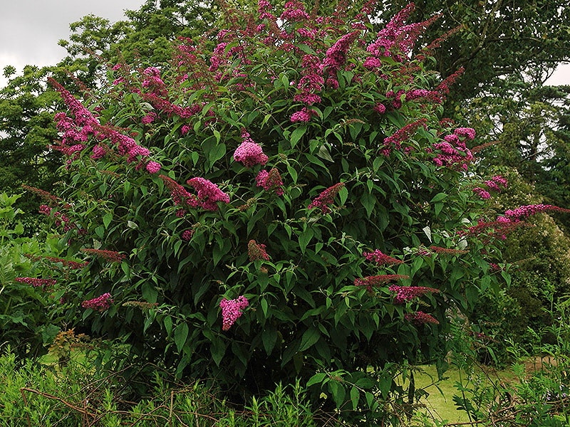 Превью изображения