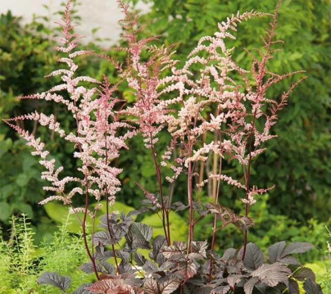 Превью изображения