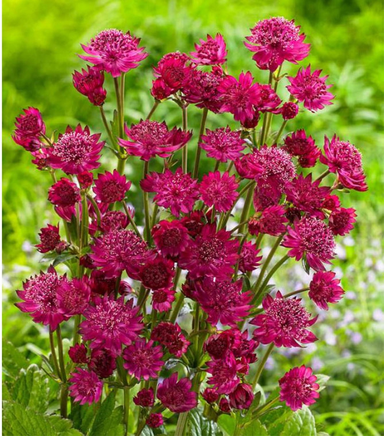 Превью изображения