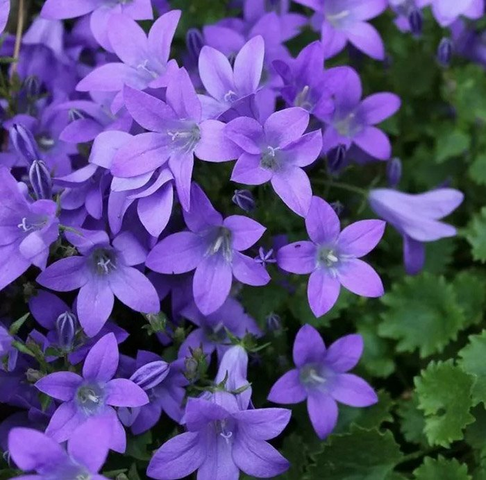 Превью изображения