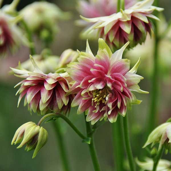 Превью изображения