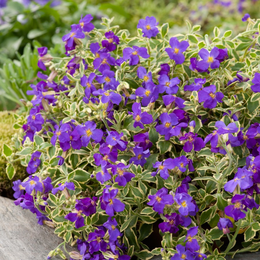 Превью изображения