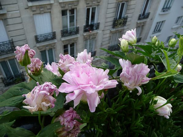 Превью изображения