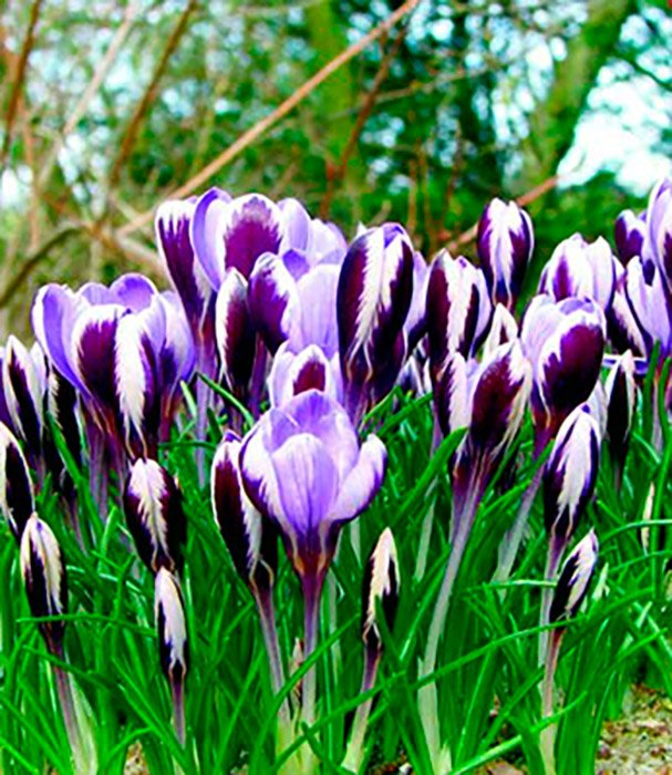 Превью изображения